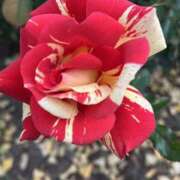 ヒメ日記 2025/12/22 08:00 投稿 おと かぐや姫