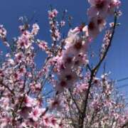 ヒメ日記 2026/03/30 11:30 投稿 おと かぐや姫