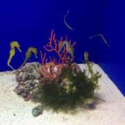 ヒメ日記 2025/01/17 12:07 投稿 ゆの 岐阜岐南各務原ちゃんこ