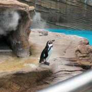 ヒメ日記 2025/03/27 15:47 投稿 ゆの 岐阜岐南各務原ちゃんこ