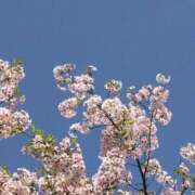 ヒメ日記 2025/04/12 08:18 投稿 ゆの 岐阜岐南各務原ちゃんこ