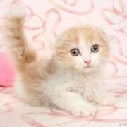 ヒメ日記 2025/04/12 18:07 投稿 ゆの 岐阜岐南各務原ちゃんこ