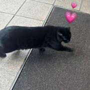 ヒメ日記 2024/12/18 16:47 投稿 こむぎ 黒い金魚（札幌）