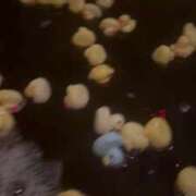 ヒメ日記 2025/02/27 13:37 投稿 こむぎ 黒い金魚（札幌）