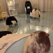 ヒメ日記 2025/05/10 09:31 投稿 こむぎ 黒い金魚（札幌）