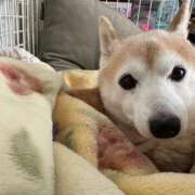 ヒメ日記 2025/01/12 20:18 投稿 杉咲うい コウテイ