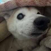 ヒメ日記 2025/01/16 07:16 投稿 杉咲うい コウテイ