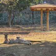 ヒメ日記 2025/12/17 18:23 投稿 まつり ぽっちゃり巨乳美女専門川越ちゃんこ