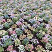 ヒメ日記 2025/02/03 14:48 投稿 れいこ 吉祥寺大人めシンデレラ（シンデレラグループ）