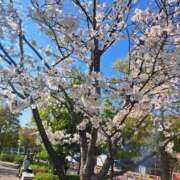 ヒメ日記 2025/04/08 16:11 投稿 しのの 京都デリヘル女学院