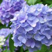 ヒメ日記 2026/05/25 07:52 投稿 桜咲鏡花 五十路マダムエクスプレス横浜店（カサブランカグループ）