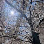 ヒメ日記 2025/04/07 08:00 投稿 はな MAHARAJA(マハラジャ)千葉