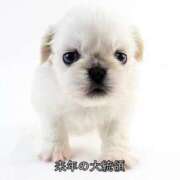 ヒメ日記 2025/04/11 13:46 投稿 はな MAHARAJA(マハラジャ)千葉