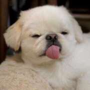 ヒメ日記 2025/04/15 13:00 投稿 はな MAHARAJA(マハラジャ)千葉