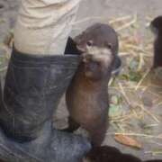 ヒメ日記 2025/11/13 22:36 投稿 はな MAHARAJA(マハラジャ)千葉