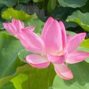 ヒメ日記 2025/07/14 05:04 投稿 ゆりえ 熟女の風俗最終章 本厚木店