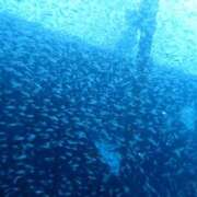 ヒメ日記 2025/11/11 08:46 投稿 ゆりえ 熟女の風俗最終章 本厚木店