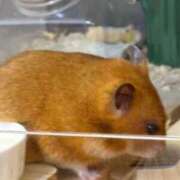 ヒメ日記 2025/09/09 22:20 投稿 きき 浜松ハンパじゃない学園