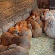 ヒメ日記 2025/11/05 18:20 投稿 きき 浜松ハンパじゃない学園