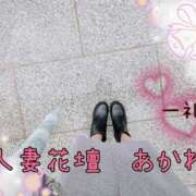 ヒメ日記 2025/01/23 09:50 投稿 あかね モアグループ川越人妻花壇