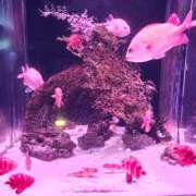 ヒメ日記 2026/03/14 22:52 投稿 あかね モアグループ川越人妻花壇