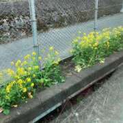 ヒメ日記 2025/03/15 09:27 投稿 ほのか 小田原人妻城