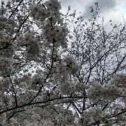 ヒメ日記 2025/03/31 16:03 投稿 ほのか 小田原人妻城