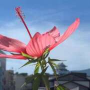 ヒメ日記 2025/09/25 11:07 投稿 ほのか 小田原人妻城