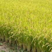 ヒメ日記 2025/10/15 16:03 投稿 ほのか 小田原人妻城