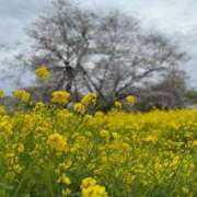 ヒメ日記 2026/04/06 16:12 投稿 ほのか 小田原人妻城