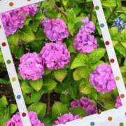 ヒメ日記 2026/06/08 10:08 投稿 ほのか 小田原人妻城