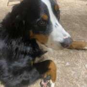 ヒメ日記 2025/04/09 10:30 投稿 りま ハニープラザ（ユメオト）