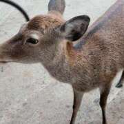 ヒメ日記 2025/04/20 19:10 投稿 ういか 京都出張メンズエステChou Chou（シュシュ)