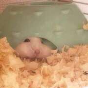 ヒメ日記 2025/10/21 21:54 投稿 ういか 京都出張メンズエステChou Chou（シュシュ)