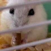 ヒメ日記 2025/10/22 23:50 投稿 ういか 京都出張メンズエステChou Chou（シュシュ)