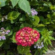 ヒメ日記 2025/06/02 12:04 投稿 やよい 熟女の風俗最終章 立川店