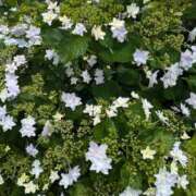 ヒメ日記 2025/09/15 07:03 投稿 やよい 熟女の風俗最終章 立川店