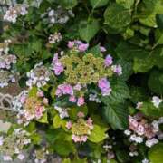 ヒメ日記 2025/09/17 12:11 投稿 やよい 熟女の風俗最終章 立川店