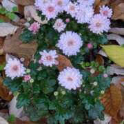 ヒメ日記 2025/12/16 15:33 投稿 やよい 熟女の風俗最終章 立川店