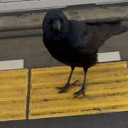 近藤ゆか 出勤は15時から〜 越谷デリヘル エトワ