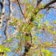 ヒメ日記 2025/04/12 11:28 投稿 なほ 浜松人妻なでしこ(カサブランカグループ)