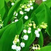 ヒメ日記 2025/05/17 16:15 投稿 もえ 完熟ばなな札幌・すすきの