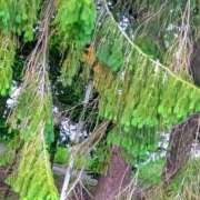 ヒメ日記 2025/05/31 19:29 投稿 もえ 完熟ばなな札幌・すすきの