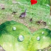 ヒメ日記 2025/06/12 19:29 投稿 もえ 完熟ばなな札幌・すすきの