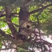 ヒメ日記 2025/06/24 12:59 投稿 もえ 完熟ばなな札幌・すすきの