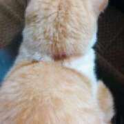 ヒメ日記 2025/07/27 06:58 投稿 渡辺美保 五十路マダム金沢店