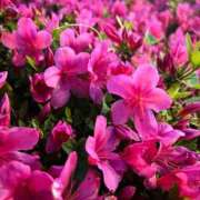 ヒメ日記 2025/05/18 22:17 投稿 白波(しらなみ) 人妻出逢い会 百合の園 山の手本店