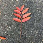 ヒメ日記 2024/12/19 16:22 投稿 かなた ファーストレディ(博多)