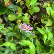 ヒメ日記 2025/01/04 10:42 投稿 かなた ファーストレディ(博多)