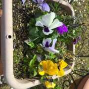 ヒメ日記 2025/01/06 17:52 投稿 かなた ファーストレディ(博多)